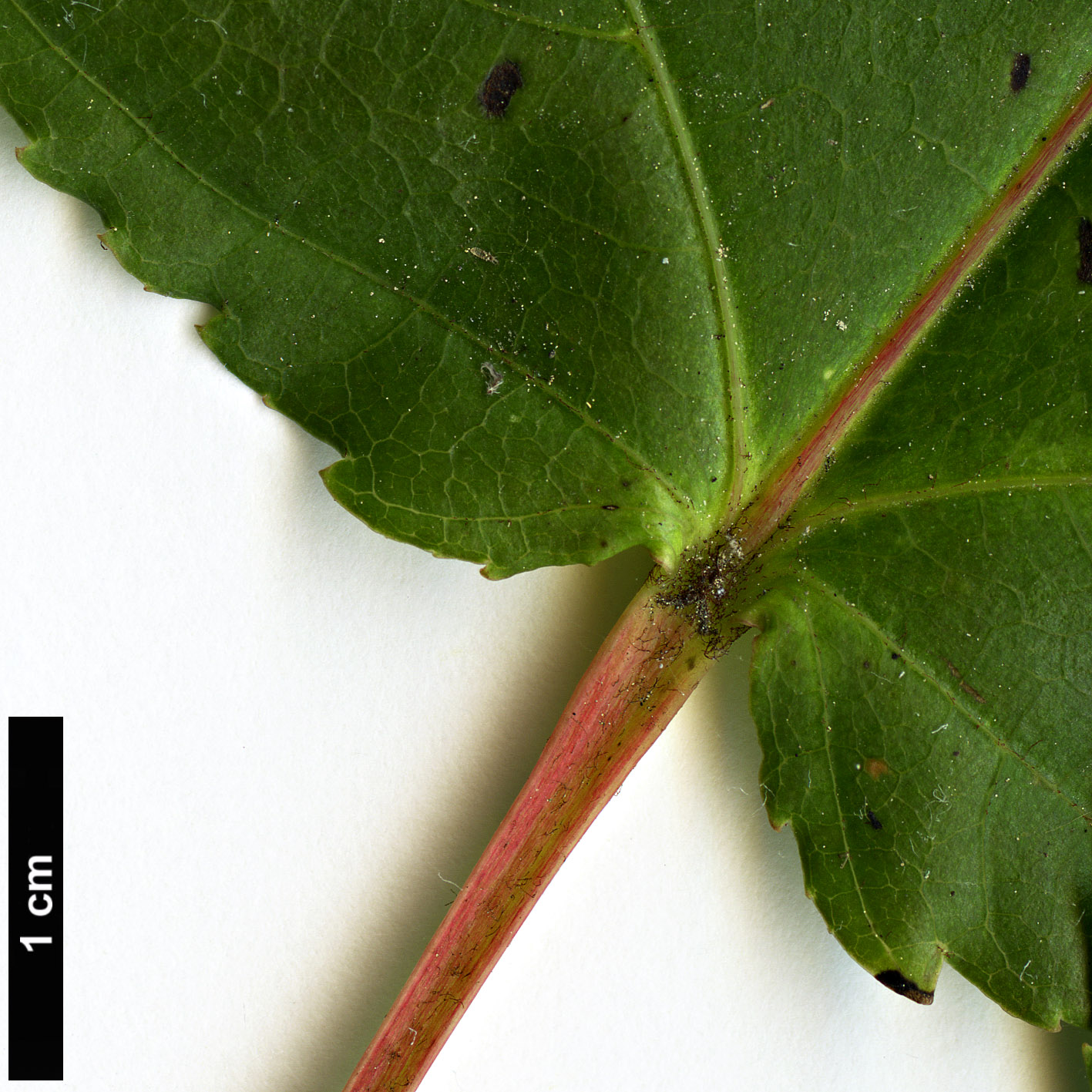 High resolution image: Family: Sapindaceae - Genus: Acer - Taxon: aff. davidii